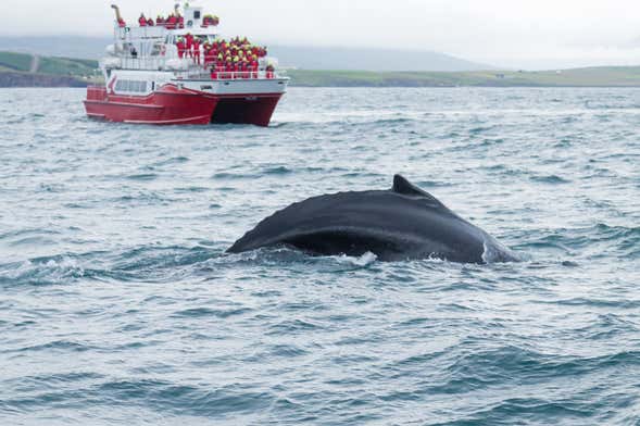 Observation de baleines à Akureyri