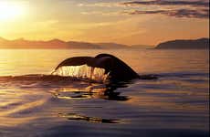 Observation de baleines et de dauphins sous le soleil de minuit