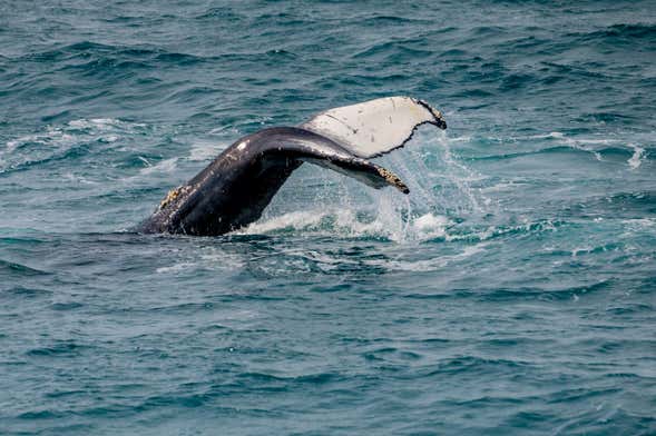 Observation de baleines à Árskógssandur
