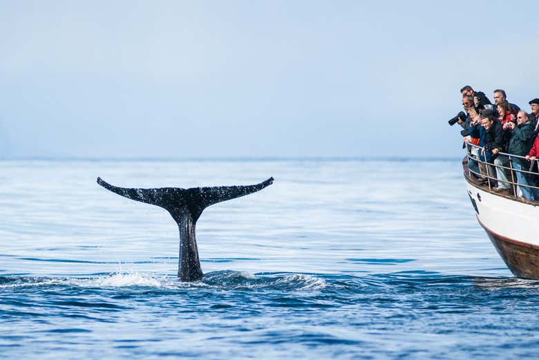 Voir des baleines à Árskógssandur
