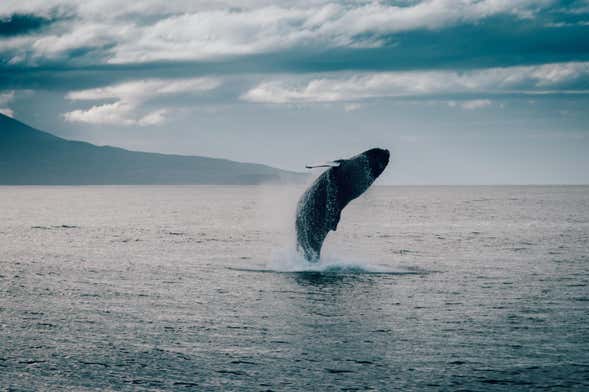Observation de baleines à Hauganes