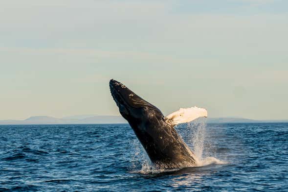 Observation de baleines en goélette
