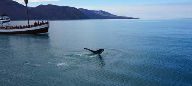 Observation de baleines à Húsavík