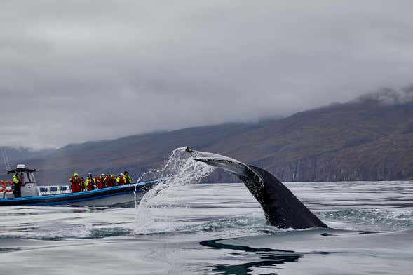 Observation des baleines en bateau à moteur