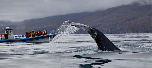 Observation des baleines en bateau à moteur