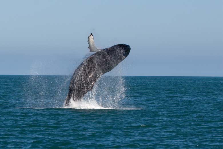 Observation de baleines