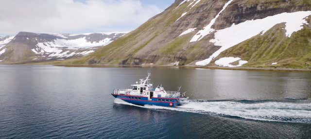 Observation de baleines à Isafjordur