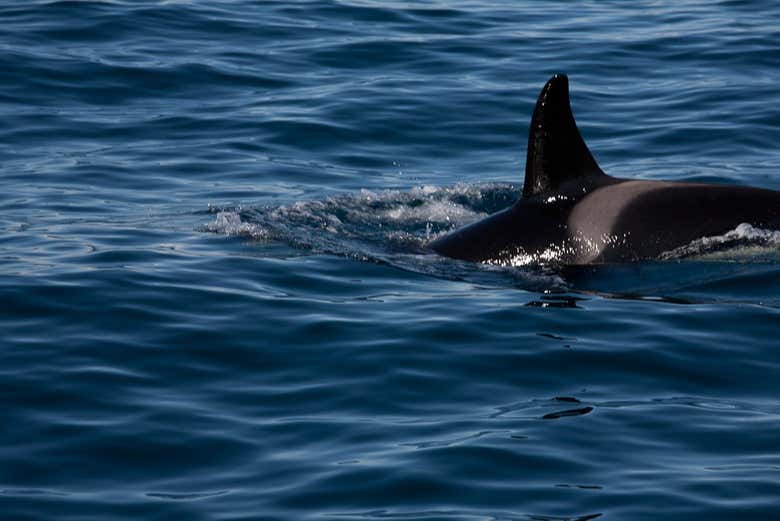 Une baleine sortant de l'eau