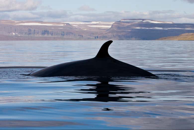 Une baleine pendant l'excursion d'observation des baleines