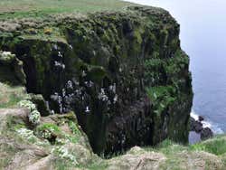 Oiseaux à Látrabjarg