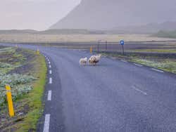 Mouton qui traversent la Ring Road