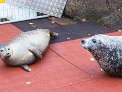 Zoo de Reykjavik