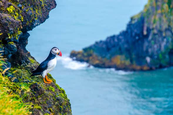 Excursion à Látrabjarg et Raudasandur