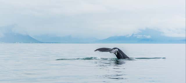 Observation des baleines