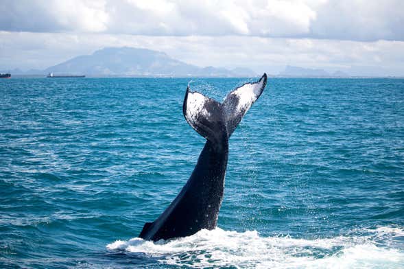 Observation de baleines en bateau à moteur