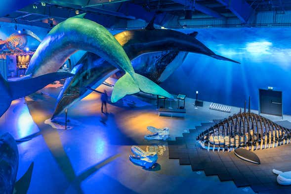 Billet pour Whales of Iceland