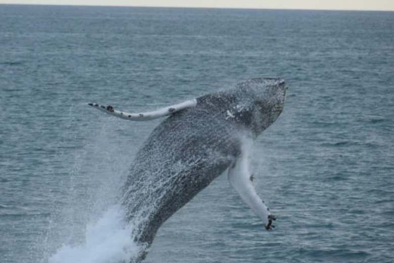 Observation de baleines